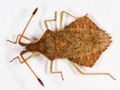 Syromastus rhombeus